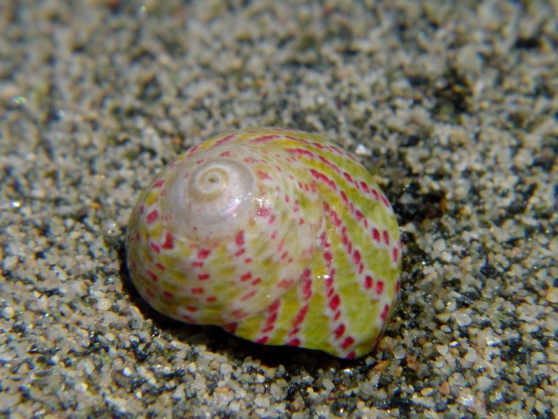 Gibbula divaricata